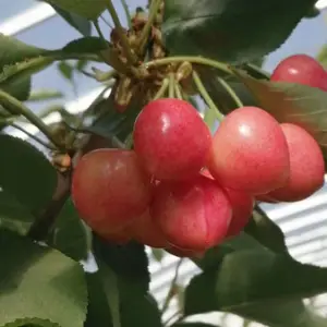����ӣ���統��ҹ�ɣ����ӣ����ע������