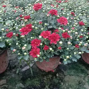 10-30高球菊盆苗基地 精品球菊双色杯 球菊加仑杯批发 球菊工程苗