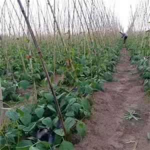 ����԰��֦����֦�� �������ƹϰ�����