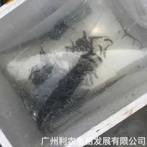 ���Ǵ�ͷ�������� �ɹǻ������� 3-4������ͷ�� ������ֳ��ֵ��