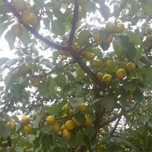 珍珠油杏树