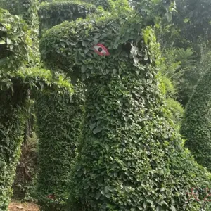 山东绿化苗木造型树价格表 河南天艺景观建材供应