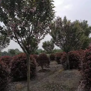 8�����ձ���ӣ�� ������� ӣ�����Թ�Ӧ �Բ�����ӣ����
