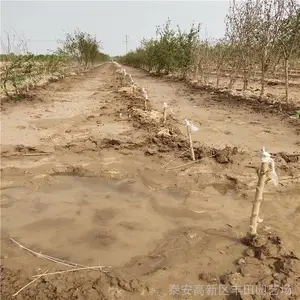 5����ʯ������Ʒ�ֽ��� ����***����ʯ���� ����