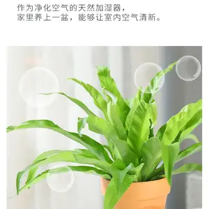 鸟巢蕨,家庭耐荫植物,好养耐看,武汉同城租摆业务 室内蕨类植物
