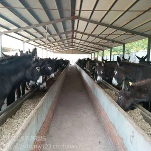 山东大型肉驴养殖场 德州驴 繁殖母驴 育肥 小母驴价格 免费运输