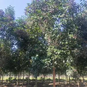 出售4公分大叶女贞,米径4cm公分上海大叶女贞价格量大***