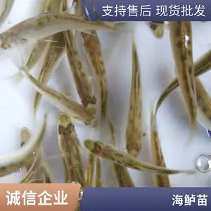 淡水鲈鱼苗批发 专业淡水鱼养殖 存活*** 生长迅速 送货上门 服务好