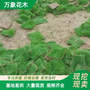 ���Ʋݲ�ƺ��Ƥ �������μ� �ͼ�̤��ˮʪ�� �˶�������