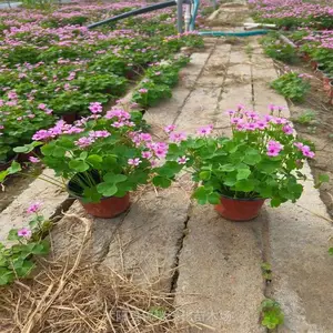 红花酢浆草 观花地被花期长 园路花坛镶边 护坡绿化 覆盖速度快