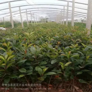 ��Ҷʯ骱�����ۣ���Ҷʯ�������������Ҷʯ骼۸�