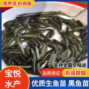 宝悦水产 十厘米以上黑鱼苗 生鱼苗 价格便宜