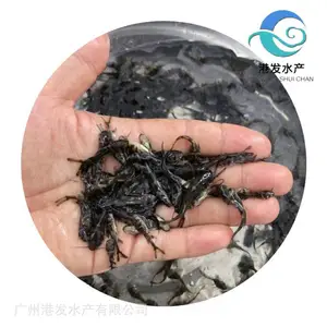港发水产 精选杂交黄骨鱼苗 高成活率生长快 池塘水池易养殖出塘早
