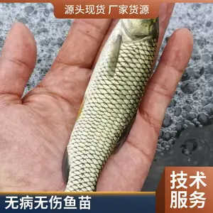 本地草鱼苗 鲤鱼鱼苗 山东菏泽养殖场 大规格苗 抗病力强苗