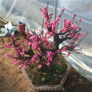 红梅盆景专卖 原生老桩盆栽 朱砂梅 宫粉梅 绿萼梅