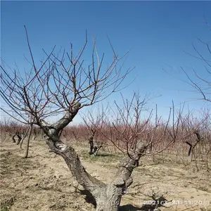 ����Ե �辰��÷��׮���� �ͺ���÷��׮ ���ֹ��
