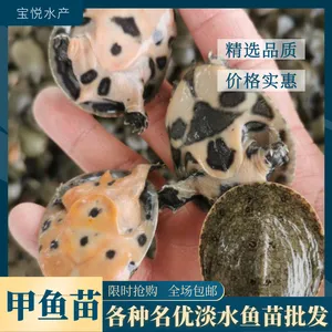 宝悦甲鱼苗 基地一手苗 无中间商差价 提供养殖技术