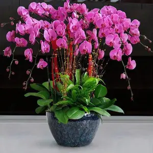 天宁区兰陵军强花木经营部