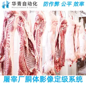 猪胴体影像和探针定级分级系统