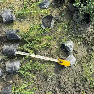龟甲冬青基地 精品球型 园林造景树 别墅庭院植物 绿锦阁园林