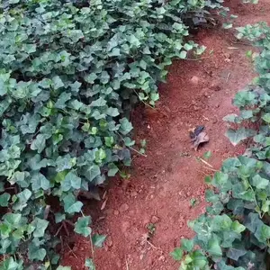 ������ ������ֲ�� ������������̻������õ���ľ����***�� ��ֲ����
