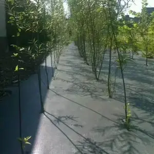 销售优质防草布