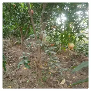 润景直销酸石榴树苗 酸石榴树苗 批发 黑籽石榴苗