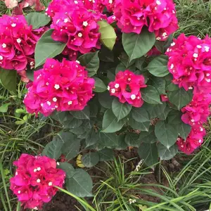 长期供应三角梅 成都三角梅批发 紫花三角梅价格 红花三角梅报价 四川绿化苗木 绿化苗木报价网