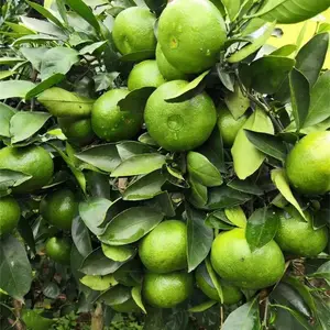 ���ϳ�ɳ�����۽�����ض���Ǯ_�����۽�������