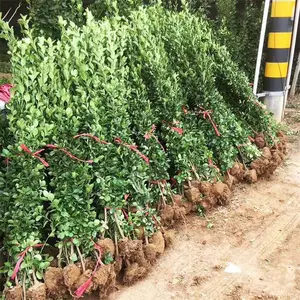 80���ֱ���������..1�ס�1.5�ס�1.8�ס�2�ױ���������