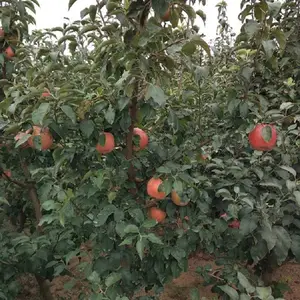 �޽��̸�ƻ���� ������ƻ���� ������