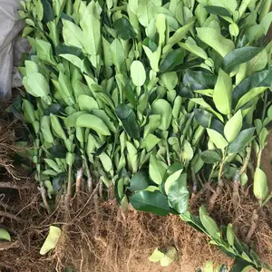 8-12����������Ʒ������ ԰���̻��������̻�������ľ�����ȫ
