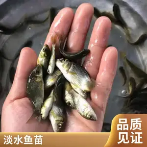 港发水产 鲤鱼苗 建鲤鱼苗 淡水鱼苗 高密度养殖产量高回本快