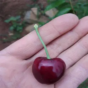 ��ũ ��ֲ��ӣ��������ṩ���� ����˹8�Ŵ�ӣ���������