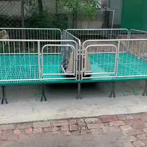 沧州腾硕双体两用复合板单体母猪定位栏仔猪保育床养猪设备