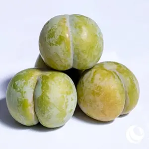����������ֲ,��������Ʒ��,�Ĵ������з���������