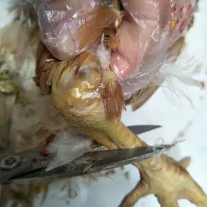 鸡滑液囊支原体多久能好?怎么对症用药