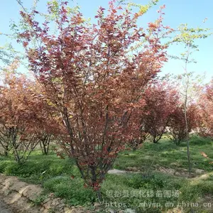 �����������Թ�Ӧ����÷���� ��÷���� ��÷���������÷�� ������׳ ��Ӧ��ǿ