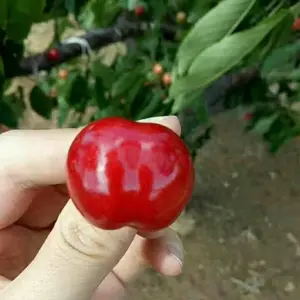 ����˹8��ӣ�����ɫ��Ƥ ����˹8��ӣ��������������������