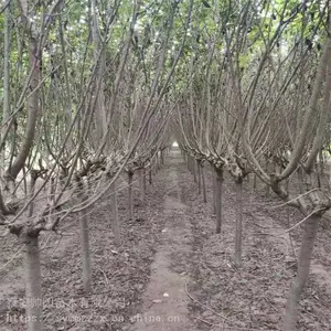 ����С������ 15����ӣ���� ������ѯ ӣ�� ����ϰ��