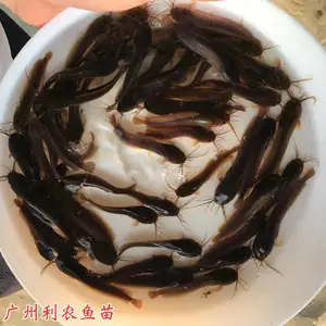 �ӽ����Ʊ����������� ������ �������� ������ֳ