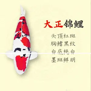 东阳锦鲤 锦鲤批发 锦鲤养殖基地 锦鲤活体 观赏鱼活体