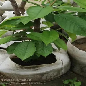 ӣ���� ��������ӣ������ũҵ�ֻ���Ӧӣ����