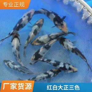 东阳供应血统锦鲤 规格齐全品种多样抗病能力强基地直销
