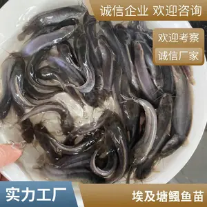 塘鲺鱼苗 埃及塘鲺鱼苗 高密度养殖产量高 水产养殖回本速度快