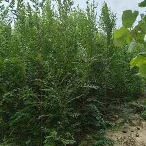 陕西汉中二乔苗木榆树苗基地批发上车价格,2米高榆树苗基地,榆树小苗产地报价