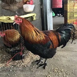 ������-ɢ�����������Ǯһֻ-�ӱ�����-��������