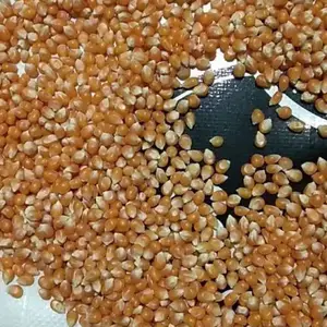 爆米花原料批发 爆米花专用玉米粒哪里有卖