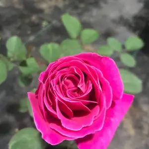 大花月季品种月爬藤月季四季开花花海