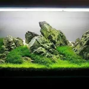 湖南长沙生态雨林缸、大型水族箱、鱼缸定做维护价格案例公司找湖南绿蚁人